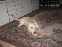 Hugo fikar med morot på matta