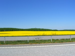 Raps i mängder