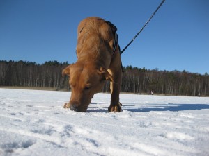 Snö och is både luktar och smakar gott!