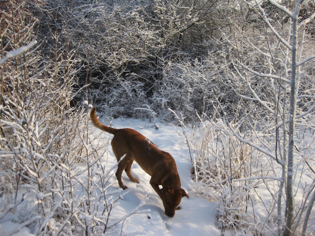 Tänk så spännande snö kan dofta!