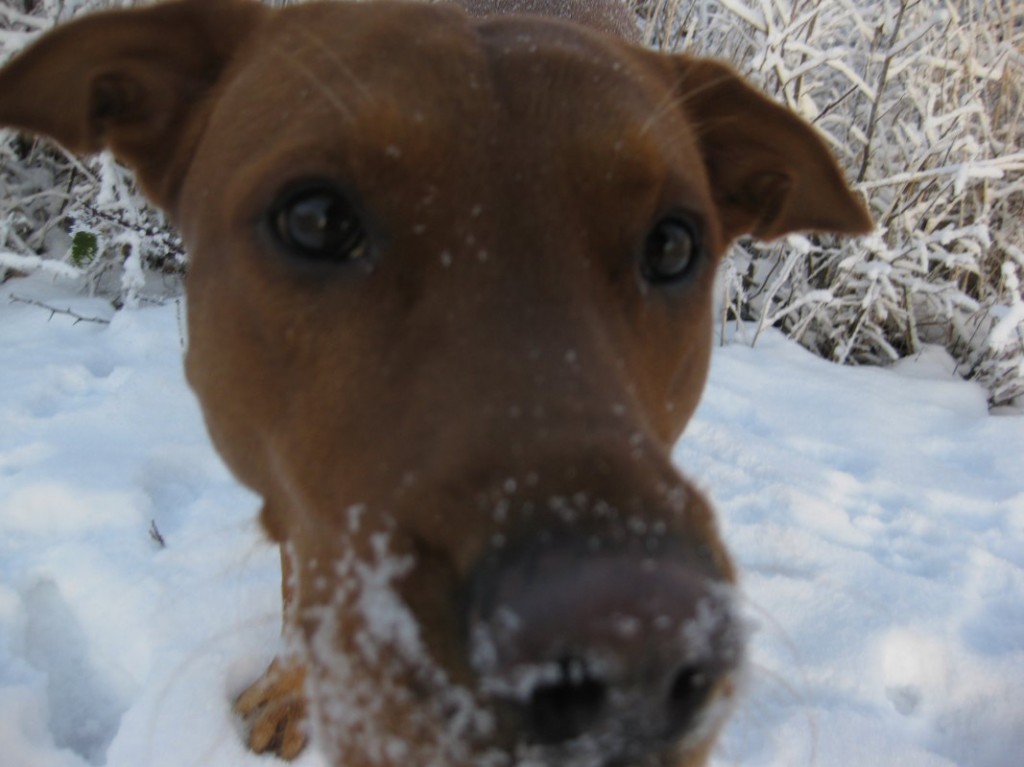 Inte nog med att snön doftar gott, den smakar gott också!