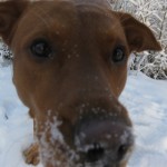 Inte nog med att snön doftar gott, den smakar gott också!