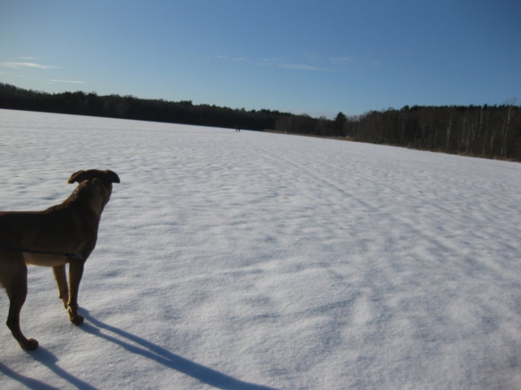 Härlanda Tjärn så långt ögat når!