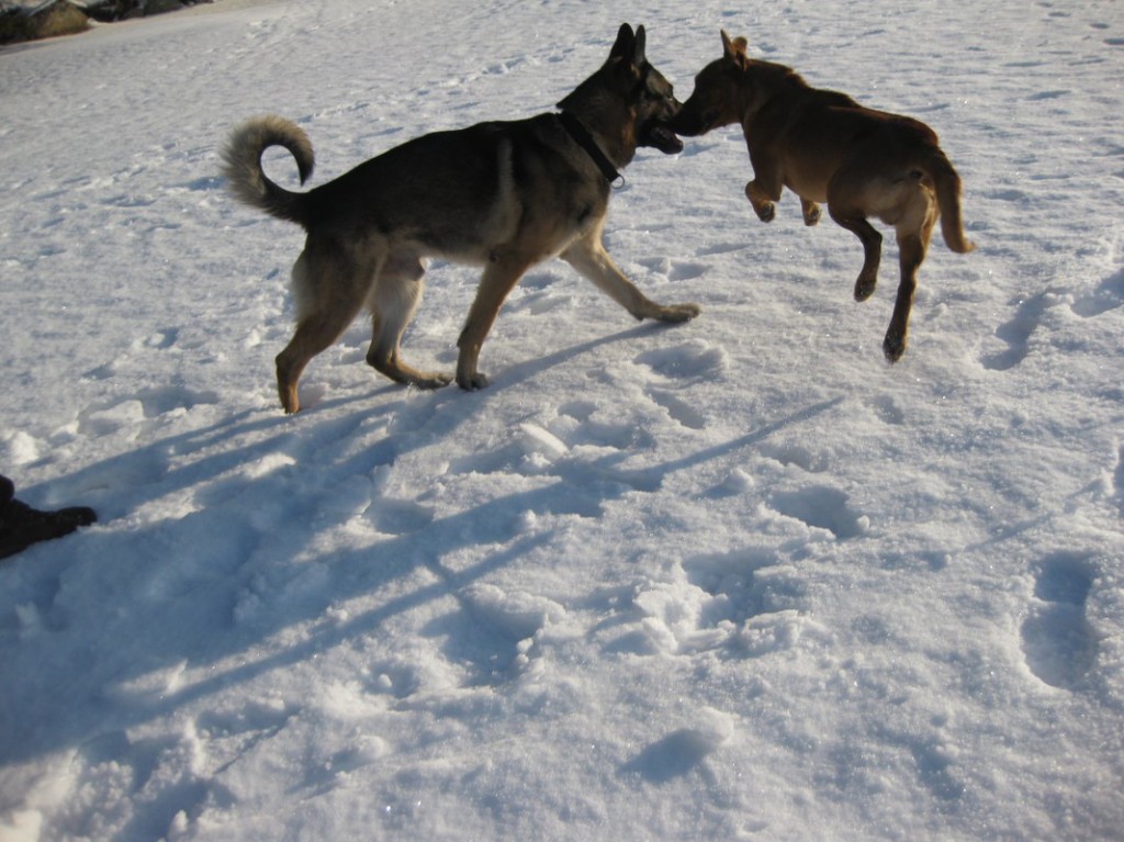 Mina tassar var oftast inte på snön.