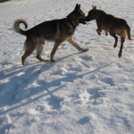 Mina tassar var oftast inte på snön.