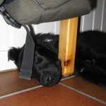 Ada sov en liten stund.