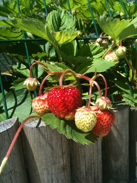 Sommarlov Sommarlov