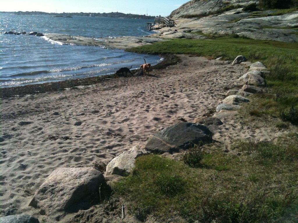 Nero och Fox på stranden