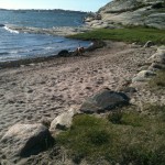 Nero och Fox på stranden