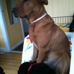 Nero ligger och sover, Fox sitter och sover.