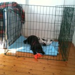 Nero och lekisen sover