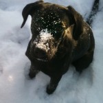 Nero har fått snönos!