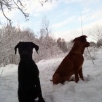 Vi 2 i silu-1! ;-)