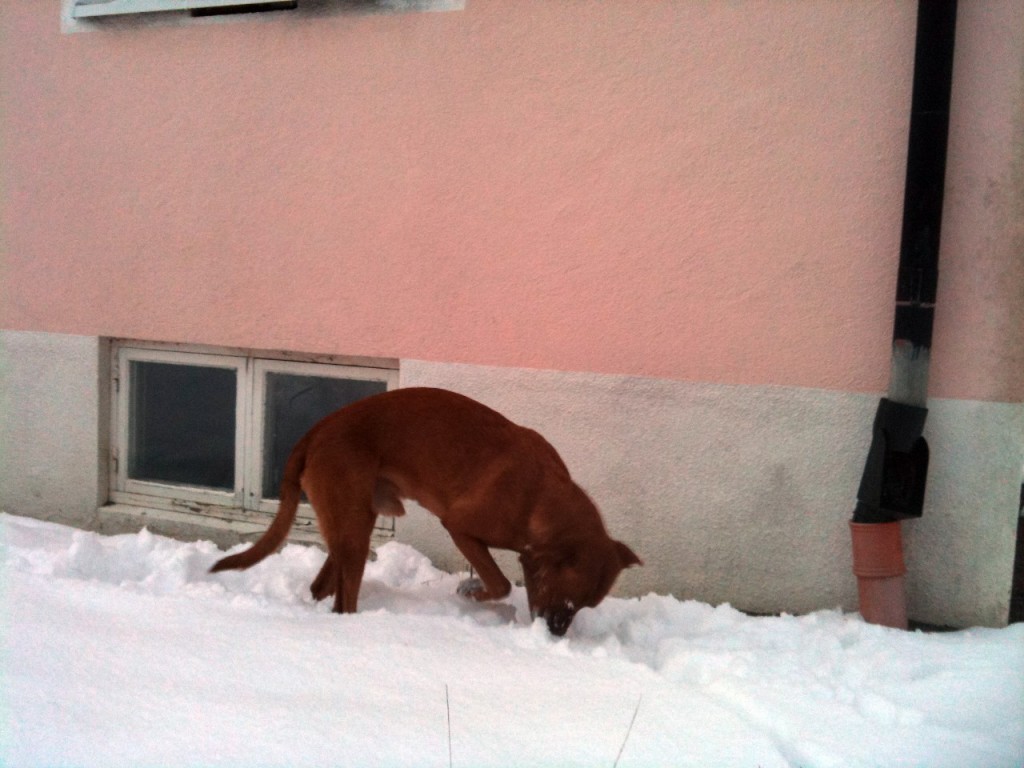 Börja med att rensa rabatterna