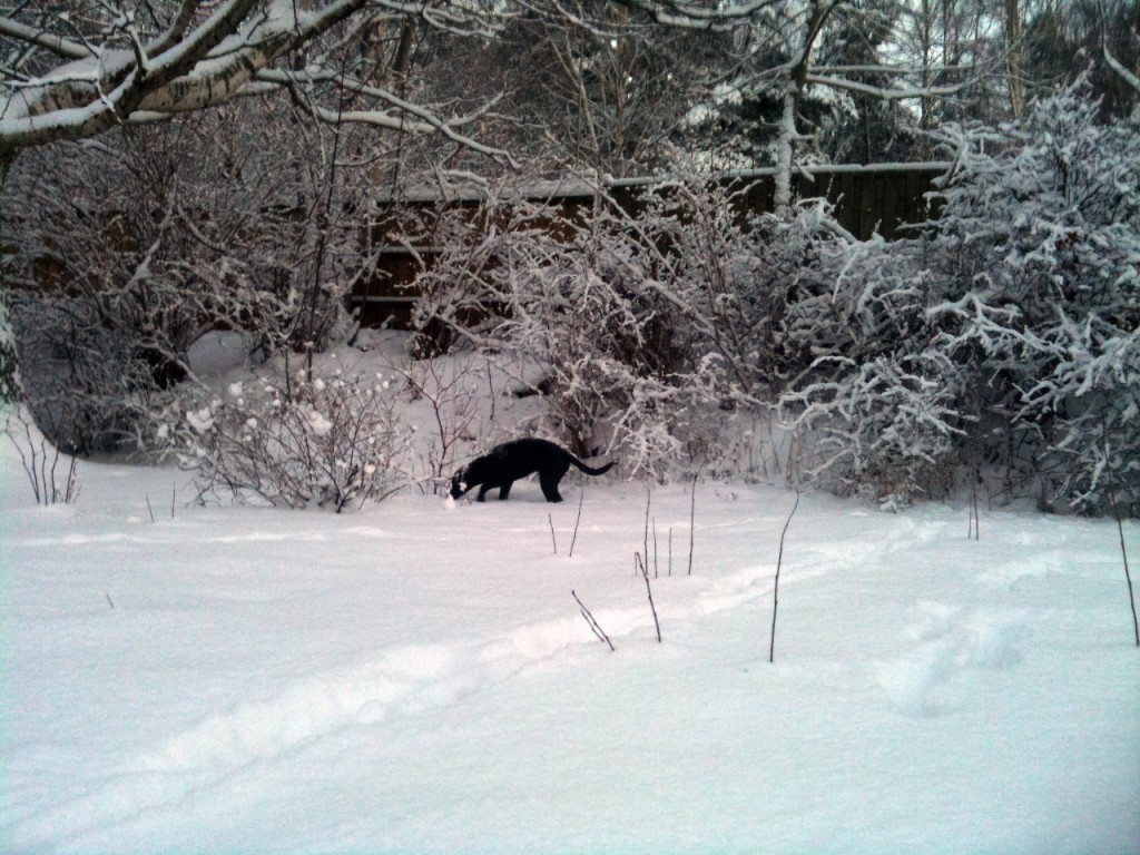 Rensa sedan runt bärbuskarna