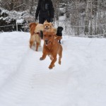 Nix. Fox har aldrig tassarna i marken!