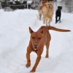 Husse here I come!