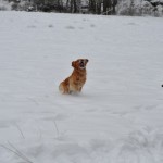 Brasse fick jobba i djupsnö
