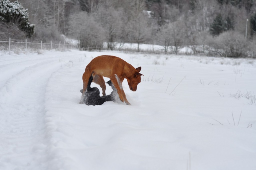 Ha! Va säger du nu med nosen full med snö!?!