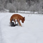 Ha! Va säger du nu med nosen full med snö!?!