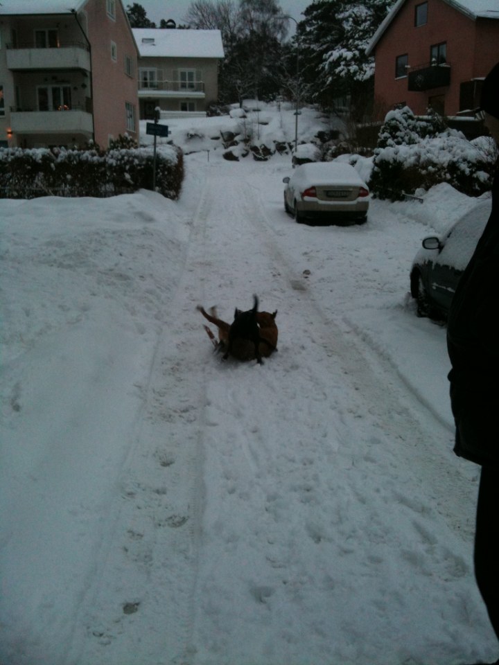 Hundhög i snöhögarna