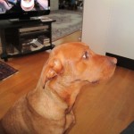 Blir det bra i profil så här husse?