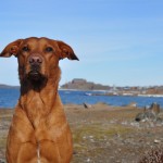 Fox med Varbergs fästning i bakgrunden.