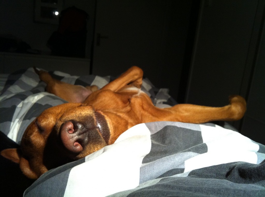 Bror Fox tycker INTE det är trångt i sängen i alla fall!