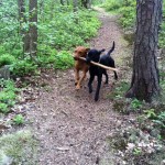 Fox och jag tycker om samma pinne.