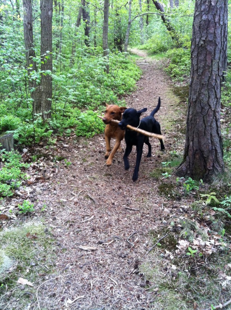 Fox och jag tycker om samma pinne.
