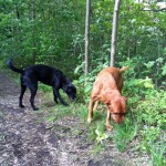 Skåne i all ära, men skogen här hemma är ändå bara bäst!