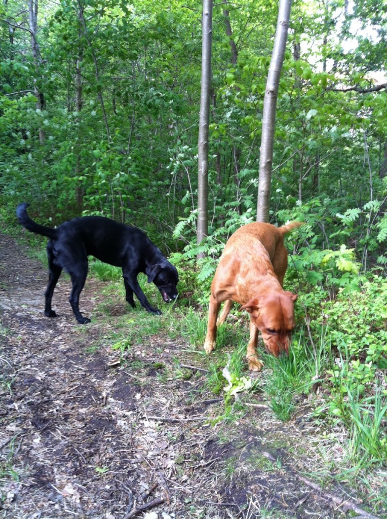 Skåne i all ära, men skogen här hemma är ändå bara bäst!