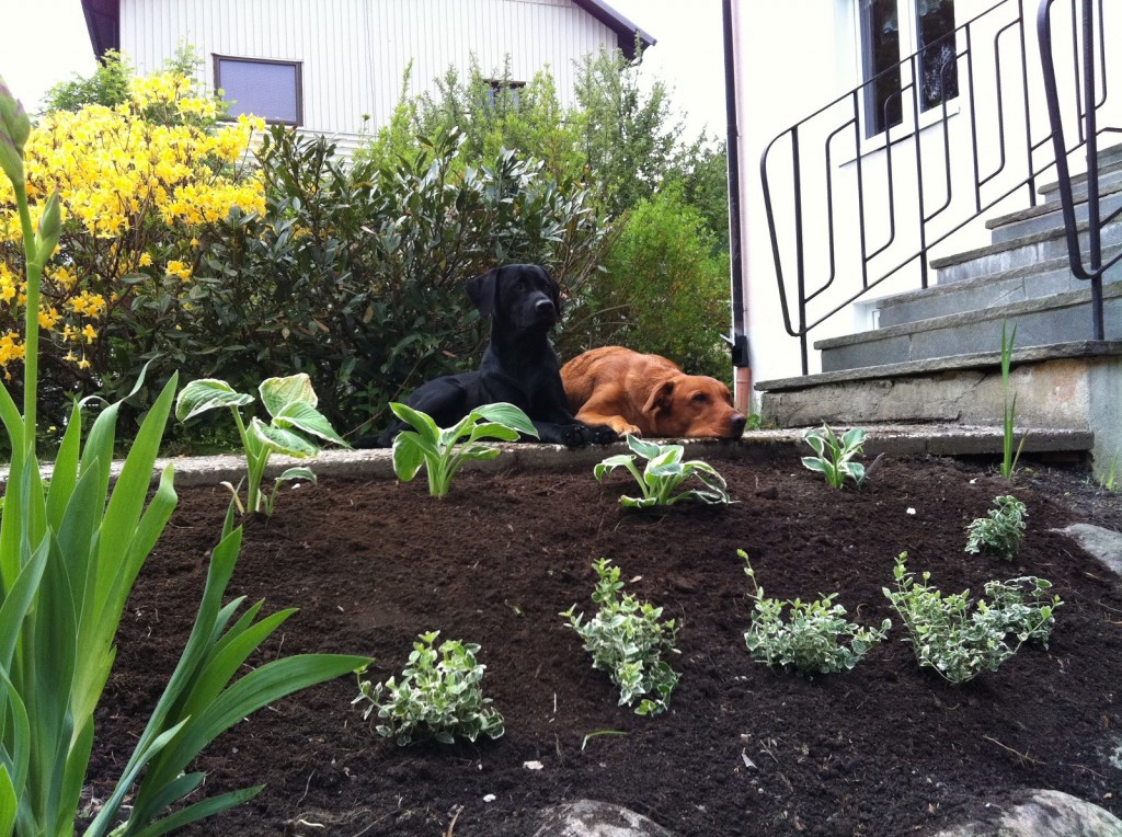 Här hjälper Fox och jag till när människorna fixar i trädgården.