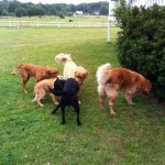 Fem nyanser av retriever!