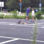 Kattparkering!