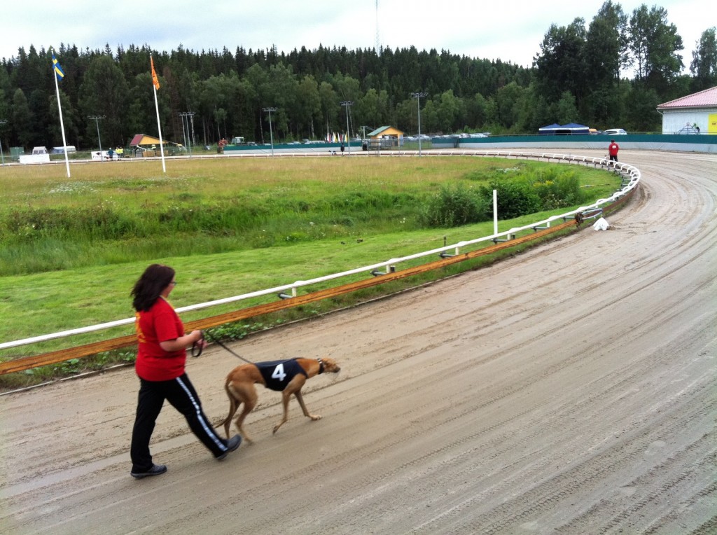 Våra vänner Werdelin på MagicRunners kom tvåa. I helgen är det final!