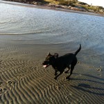 Hund i farten.