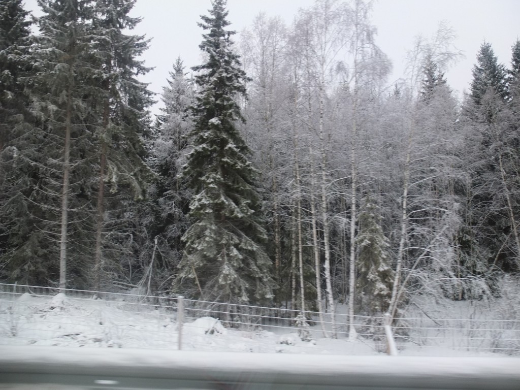 Oj. Skog med snö... Graderna är nere på -12!