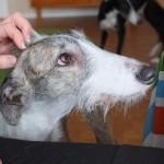 Det här är Hattie! Hon är av rasen Galgo Español, en vinthund med ursprung från Spanien.