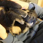Hund eller hare?