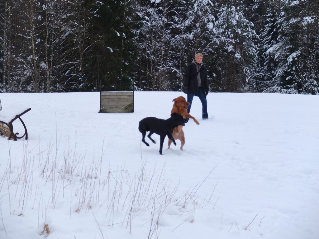 Måste ju visa några riktiga hundar också, som jag och Fox alltså!