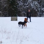 Måste ju visa några riktiga hundar också, som jag och Fox alltså!