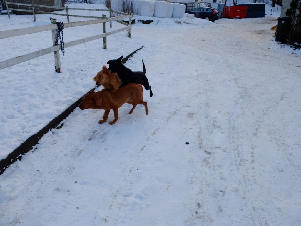 Hallå där! Jag heter Nero och är polis. Sluta genast upp med allt ni gör!