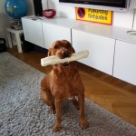 Fox fyra år idag!