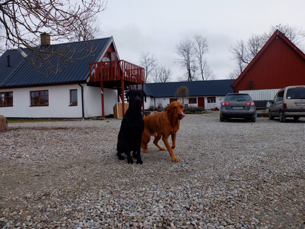 Här sitter jag och Fox på Country Sports Kennels gård