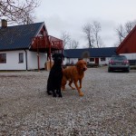 Här sitter jag och Fox på Country Sports Kennels gård