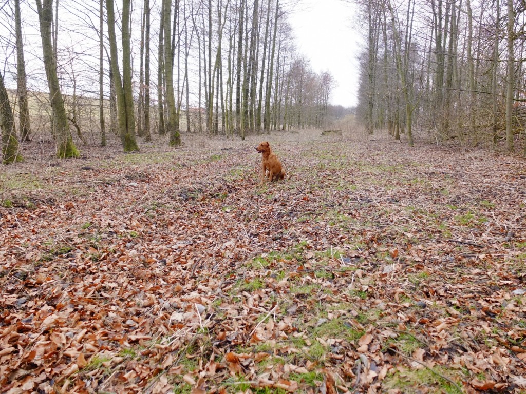 Fox i träningsskogen.