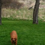 Fritt spring.