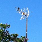 TV-antennen. Koltrastens favvoplats!