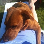 Fox och Fia solar.